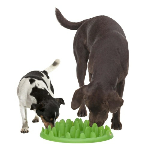 Green Interactive Slow Food Dog Bowl Bowls & Fountains